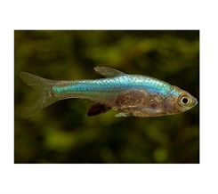 Sundadanio Axelrodi blå